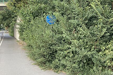 Zugewachsener Radweg