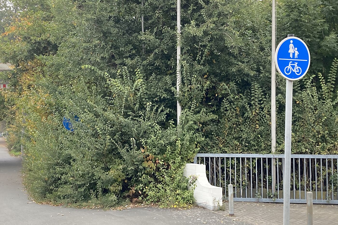 Zugewachsener Radweg